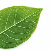 detailed macro photograph of green leaf showcasing its intricate vein structure, highlighting nature beauty and complexity photo