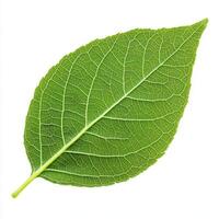 detailed leaf showcasing intricate vein structure and vibrant green color photo