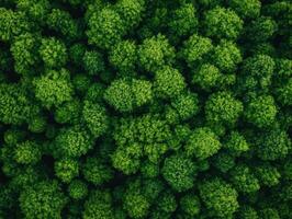 Lush green forest canopy with dense foliage and vibrant leaves photo