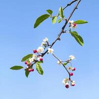Cherry tree branch with white and pink blossoms under a clear blue sky photo