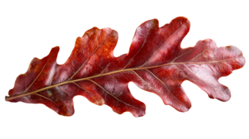 Single Red Autumn Oak Leaf Isolated on transparent background png