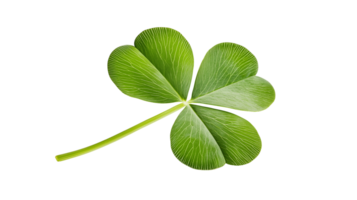 Isolated Four-Leaf Clover Image, High-Resolution, transparent background, Perfect for Design, Luck Symbol png