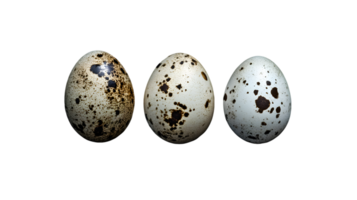 Three Quail Eggs, Variation in Speckling png