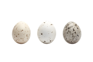 Three Bird Eggs with Varying Speckulation png