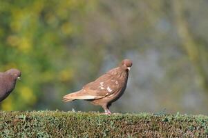 brown dove in germany photo