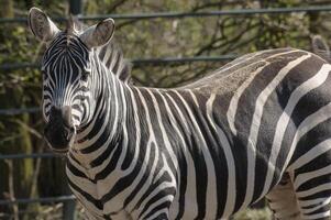 A zebra standing in a field with a fence in the background photo