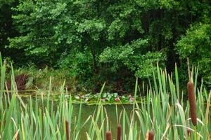 A large pond with tall grass and trees photo