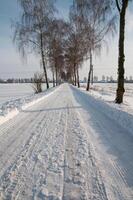 A snowy road with trees and a line of trees in germany photo