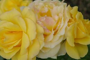 A close up of three yellow roses photo