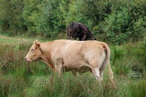 A cow standing in the grass next to a pond photo