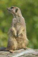 A meerkat is standing on a log photo