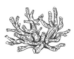 illustration of sea and ocean coral plant. Isolated object on a white background. Tropical underwater element of natural bottom world. Hand drawn textured sketch on isolated background vector