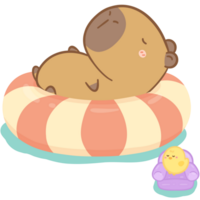 Sleeping Capybara with pool float png