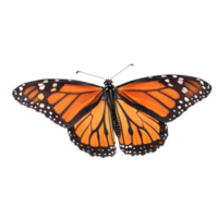 top view, Monarch Butterfly is spreading its wings and flying , isolated on a transparent background png