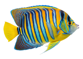 A regal angelfish with blue and yellow striped patterns swimming, isolated on a transparent background png