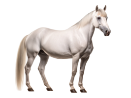 Lipizzaner Horse side view isolated on transparent background png