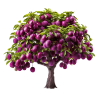 Plum tree isolated on transparent background png