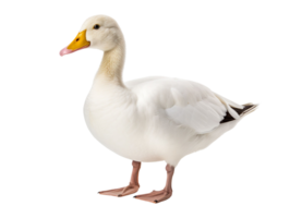 white duck isolated on transparent background png