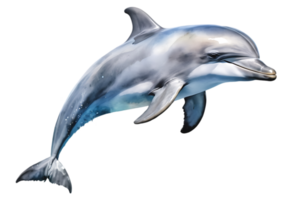 Dolphin jumping on transparent Background png