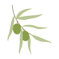 A leafy olive tree branch with two olives hanging from it. The branch is green and the olives are small vector