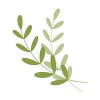 A leafy green plant with a stem and a leaf. The leaf is green and has a pointed tip vector