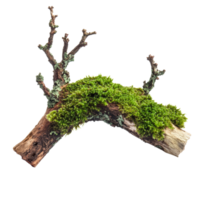 Green moss thriving on a decaying branch, showcasing natures resilience against time and decay, Green moss on rotten branch isolated on transparent background png