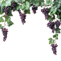 A cluster of ripe grapes and lush green leaves gracefully hanging against a neutral background, grapes branch and leaves hanging top with copy space transparent background png