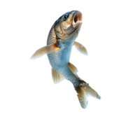 Dynamic fish leaping out of crystal clear water, showcasing vibrant movement under bright sunlight, Dynamic Fish Leaping Out of Water High Resolutionisolated on transparent background png