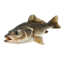 Fresh cod fish displayed on a transparent background showcasing its natural features and colors in a clean, isolated layout, Cod Fish Isolated on transparent background png