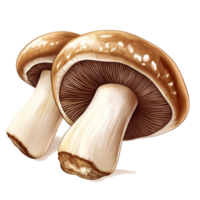 Champignon mushrooms isolated on a clean transparent background showcasing their unique shape and texture for culinary inspiration, champignon mushrooms isolated on transparent background png