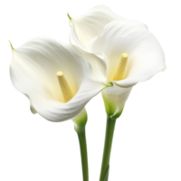 Elegant calla lilies arranged beautifully against a transparent background for a serene and fresh look, Calla Lilies flowers isolated on transparent background cutout png