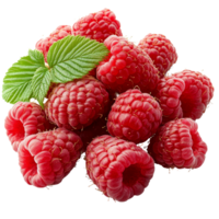 Freshly picked ripe raspberries resting on a clean transparent surface ready to be enjoyed or used in recipes, ripe raspberries on transparent background png