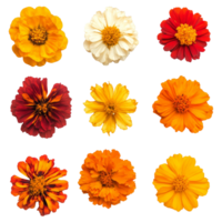 Colorful display of African marigold flowers in various shades, captured from a top view arrangement, various african marigold single flower top view and with isolated on transparent background png