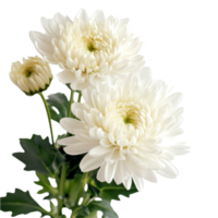 Charming transparent chrysanthemums gracefully bloom atop a bright transparent background, showcasing their delicate petals and fresh greenery, chrysanthemums on transparent background png
