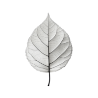 Delicate skeletal leaf on a transparent background showcasing intricate vein patterns and natural beauty, transparent background or transparent background with a single, isolated natural leaf and png