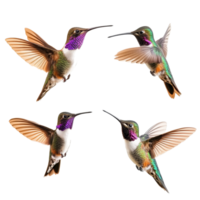 Different hummingbird species in vivid flight against a clean transparent background, diffrent hummingbird birds in flight isolated on transparent background png