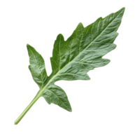 Closeup of a vibrant tomato leaf isolated against a clean transparent background showcasing its intricate texture and shape, Tomato leaf closeup isolated on transparent background png