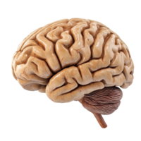 Human brain model displayed against a plain transparent background emphasizing its intricate structure and details, Human Brain on transparent background png