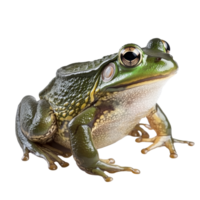 A bullfrog poses on a transparent background displaying its vibrant colors and unique texture, bullfrog isolated on transparent background png