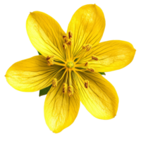 Bright yellow St. Johns Wort flower viewed from above with intricate details in a clean, isolated setting, Single st johns wort flower top view isolated on transparent background png