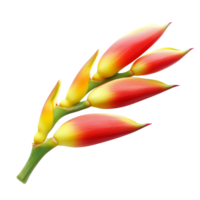 Beautiful heliconia flower with vibrant colors isolated against a transparent background showcasing natures artistry, heliconia flower isolated on transparent background png