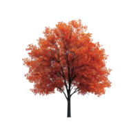 A vibrant maple tree stands alone against a pure transparent background showcasing its stunning autumn colors, Maple tree isolated, transparent background png
