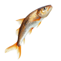 Dynamic fish leaping in mid air against a clean transparent background, Dynamic Fish Leap isolated on transparent background png