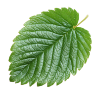 Vibrant green strawberry leaf isolated on a clean transparent background showcasing its intricate texture and shape, Strawberry and leaf isolated on transparent background png