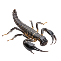 A close up view of a black scorpion isolated on a clean transparent background showing its distinctive features and posture, Scorpion isolated on transparent background png