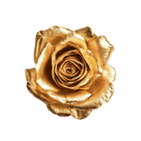 Single gold rose viewed from above, beautifully resting on a clean transparent background, capturing elegance and simplicity, single gold rose top view isolated on transparent background png