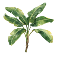 Banana branch with lush green leaves isolated on a transparent background, banana branch with leaves isolated transparent background png