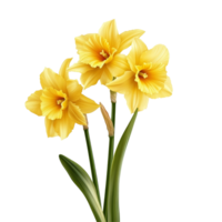 Bright and vibrant daffodils in full bloom on a clean transparent background showcasing natural beauty, vibrant dafodil in style, isolated on a transparent background for design layouts png