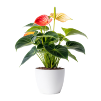 Anthurium plant with vibrant leaves in a transparent pot against a bright transparent background, Anthurium plant transparent background png