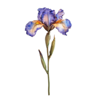 A vibrant iris flower on a single stem, beautifully isolated against a clean transparent background, Iris flower single stem isolated on transparent backgroud png